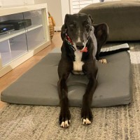 Photo of Cheeky, The Greyhound