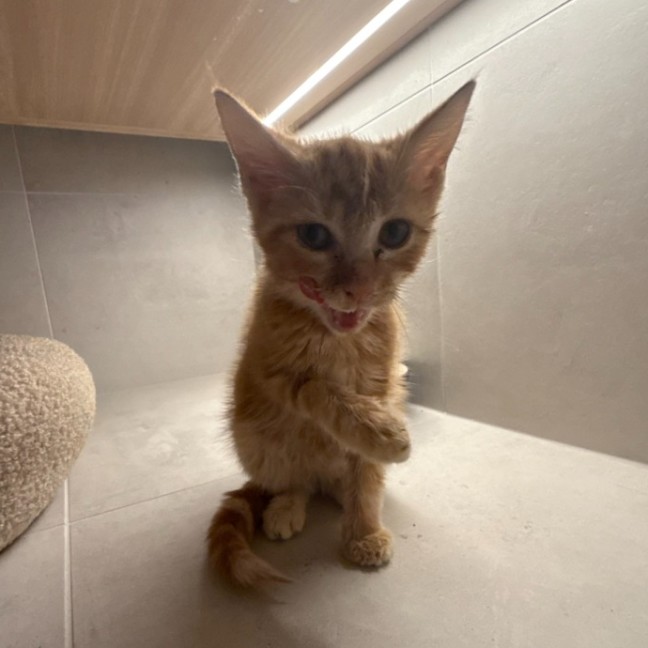 Photo of *Pending Adoption* Sylvie Jane