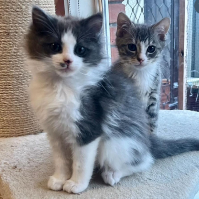 Photo of Dill Pickle