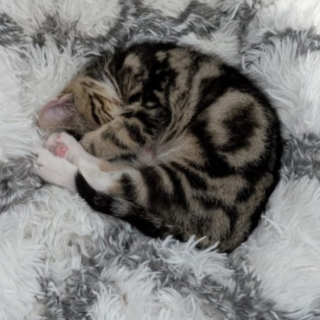 Photo of Floyd^^Dandy Cat Rescue^^