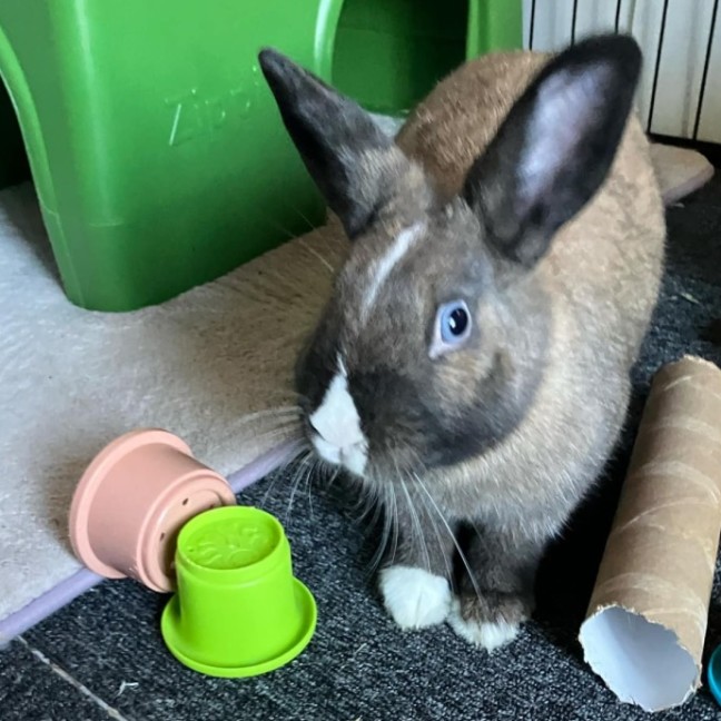 Photo of Bella (Located In Mount Eliza)