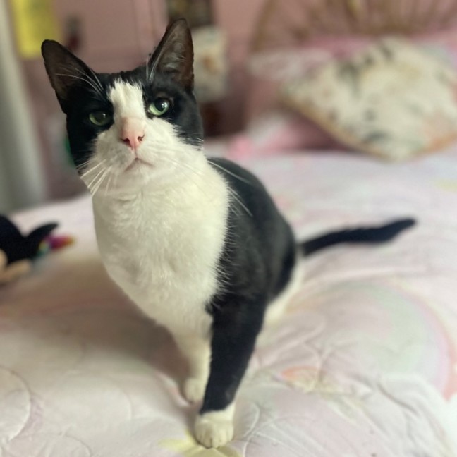 Photo of Dasher