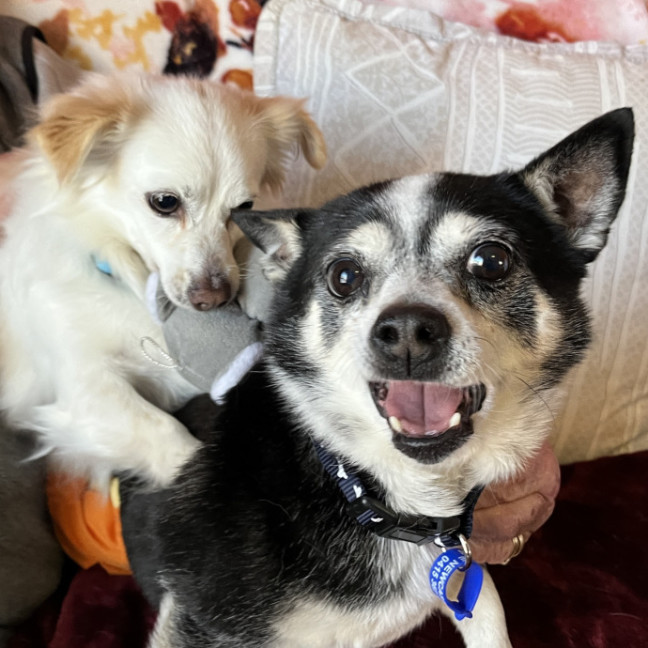 Photo of Jasper And Buttons💖(Buttons On Trial 28/7/24)