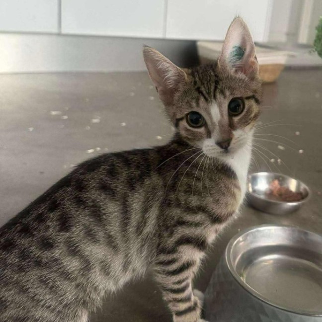 Photo of Muffin