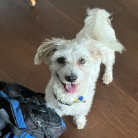Photo of Milo 🥎14mos, Non Shedding, Terrier X🤩