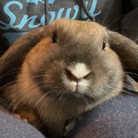 Photo of Milo And Raven