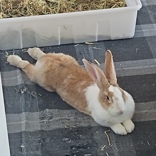 Quintara - Flemish Giant Rabbit