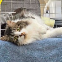 Photo of Hissy Missy Maggy May ** 2nd Chance Cat Rescue**