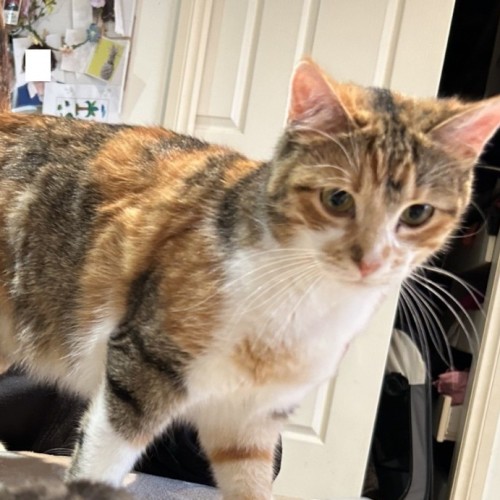 Neesha - Domestic Short Hair (DSH) Cat