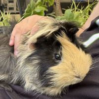 Photo of Mr Nibbles And Mr Patches