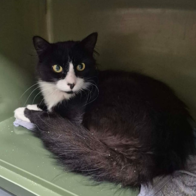 Photo of Tuxy **2nd Chance Cat Rescue **