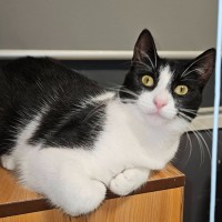 Photo of Libby ** 2nd Chance Cat Rescue **