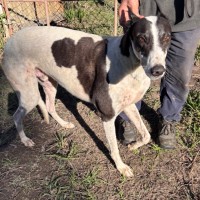 Photo of Bandit