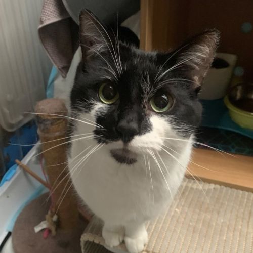 Kevin - best buds with Sutton - Check his profile - Domestic Short Hair Cat