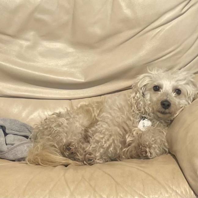 Photo of Scruffy
