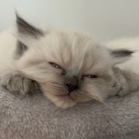 Photo of Professor Chaos Nugget