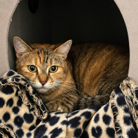 Photo of Maple