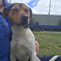 Photo of Buddy