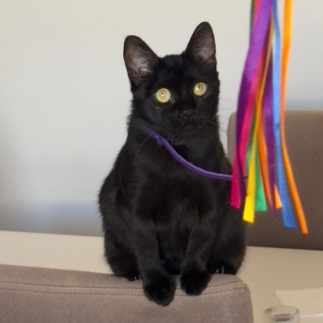 Photo of Candela