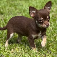 Photo of Cricket