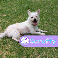 Photo of Scruffy