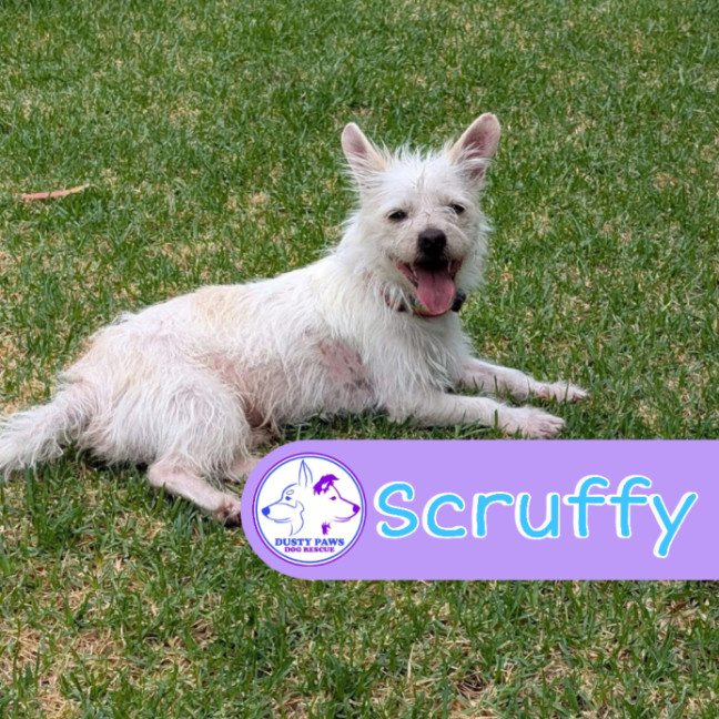 Photo of Scruffy