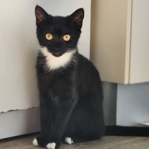 Gretel  - Domestic Short Hair (DSH) Cat