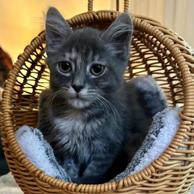 Photo of Charlie 🐱