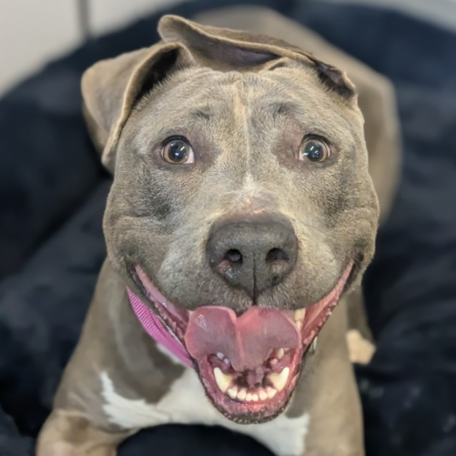 Photo of 🍇 Lyra 6376 🍇