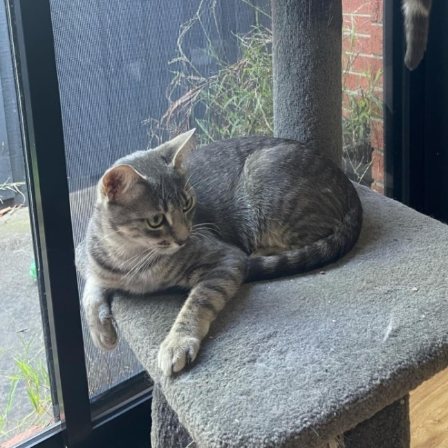 Photo of Aurora   Located In Bentleigh East