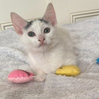 Photo of Eddie *9 Lives Project Rescue*