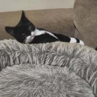 Photo of Miz ^^Dandy Cat Rescue^^