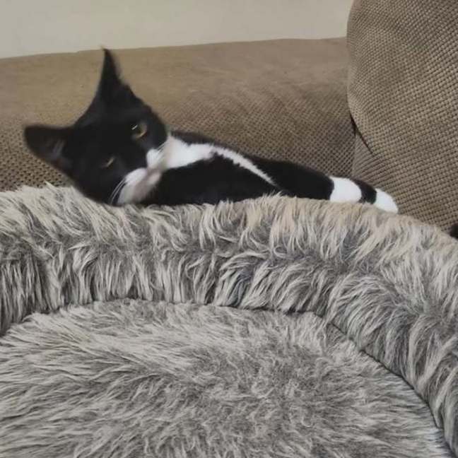 Photo of Miz ^^Dandy Cat Rescue^^