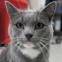 Photo of ♟ Astin 5530 ♟