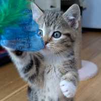 Photo of Floyd^^Dandy Cat Rescue^^
