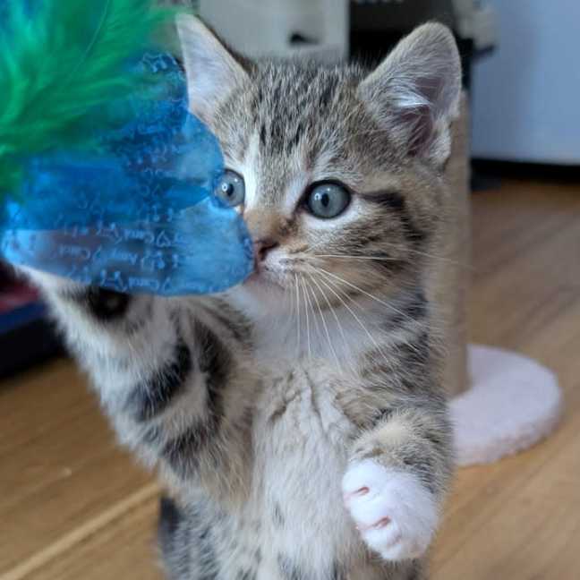 Photo of Floyd^^Dandy Cat Rescue^^