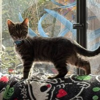 Photo of Guri**2nd Chance Cat Rescue**