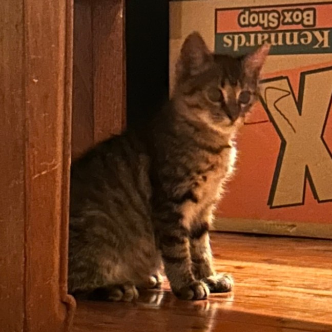 Photo of Tonks