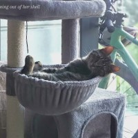 Photo of Cleo   In Foster In Melbourne