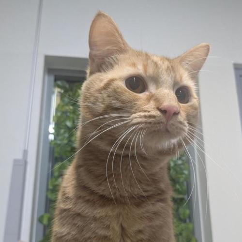 🕯️ Cinder Block 7402 🕯️ - Domestic Short Hair (DSH) Cat