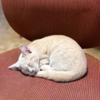 Photo of Lily