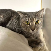 Photo of Gracie