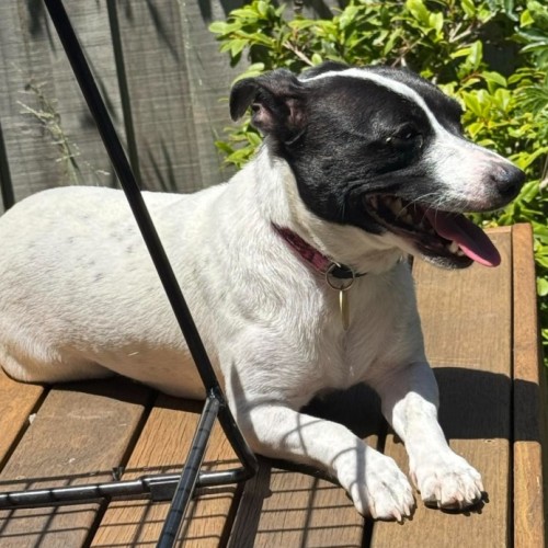 Kiaora - Jack Russell Terrier Dog