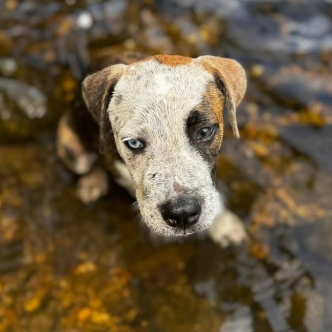 Photo of Pepper