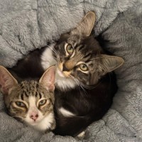 Photo of George ** 2nd Chance Cat Rescue**