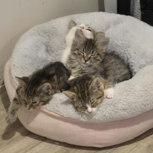 Photo of Jordan **2nd Chance Cat Rescue**
