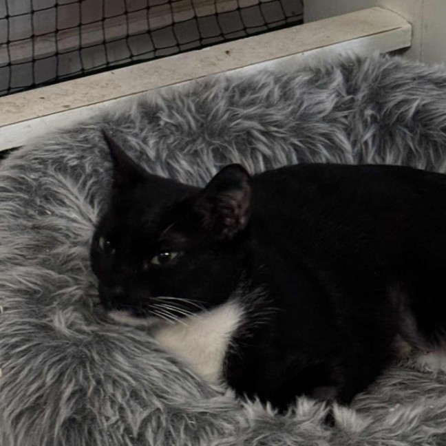 Photo of Martina Hingis **2nd Chance Cat Rescue**