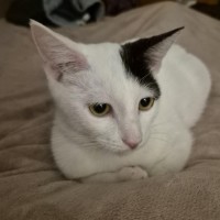 Photo of March ** 2nd Chance Cat Rescue**