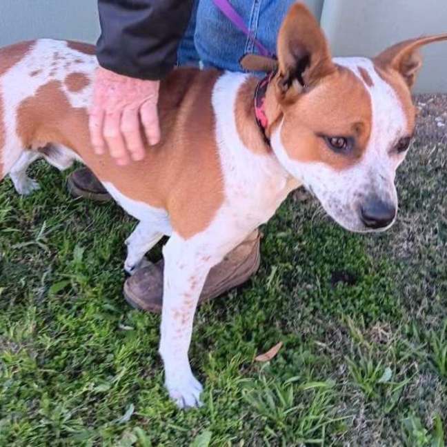 Photo of Rex
