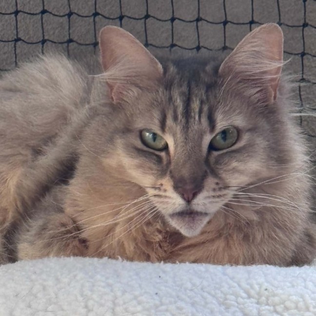 Photo of Ciri